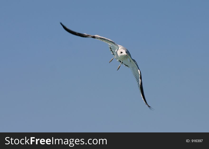 Seagull flying on blue sky background