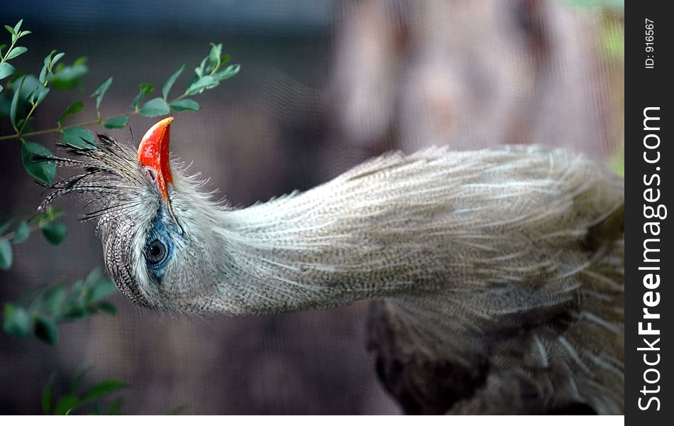 Close up of a blue eyed bird with plumage above beak