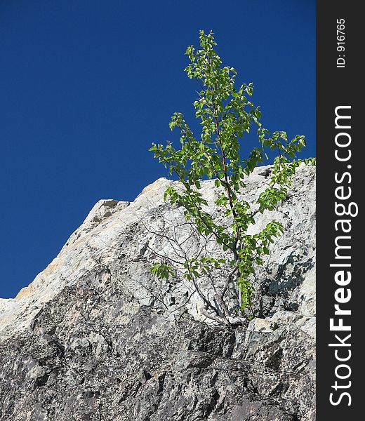 Single tree on top of the mountain. Single tree on top of the mountain