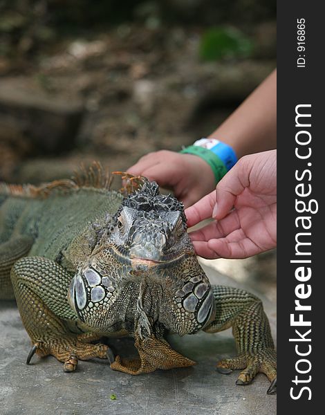 Kids petting a iguana