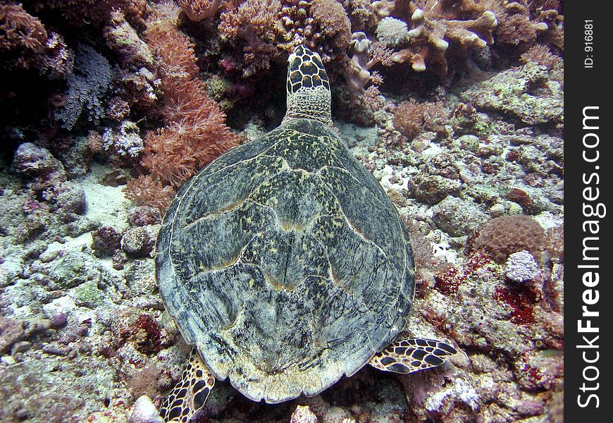 Back shot of a hawksbill turtle. Back shot of a hawksbill turtle