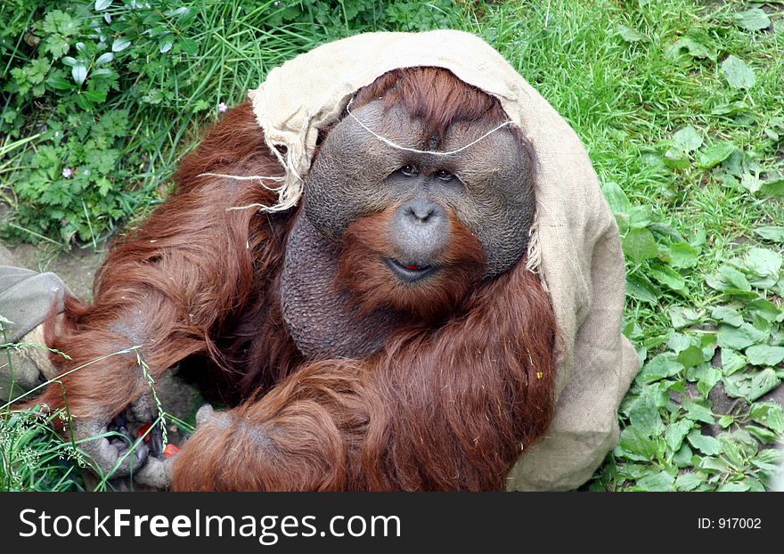 An Oranguntan wearing a burlap sack on his head. An Oranguntan wearing a burlap sack on his head.