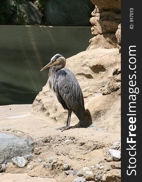 A beautiful Heron standing on a rock. A beautiful Heron standing on a rock.