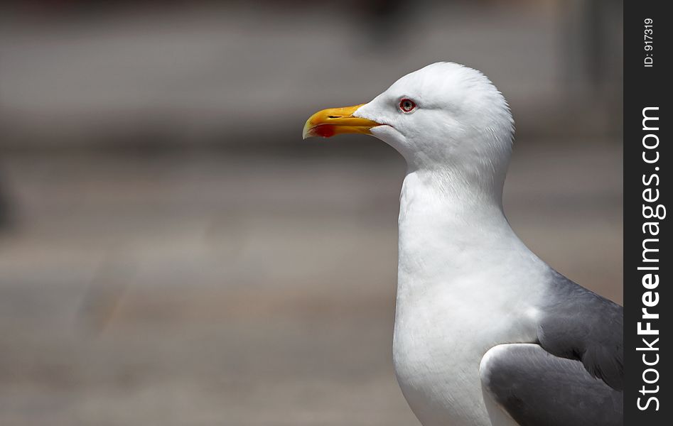 Seagull's profile