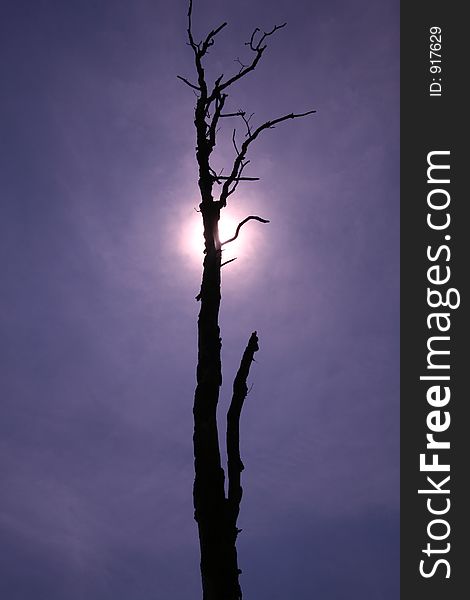 Uprising Sun behind dead tree,dutch landscape