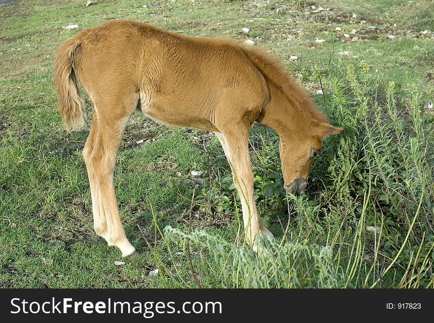 Foal