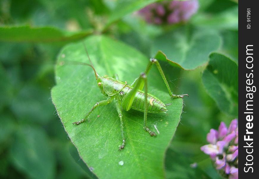 Green grasshopper