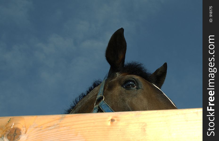 Horse looking over corall