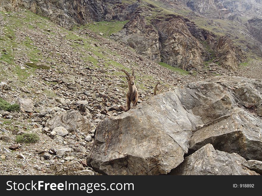 Wild steinbock or capra ibex in its 
daily activities. Wild steinbock or capra ibex in its 
daily activities