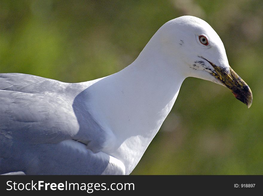 Seagull