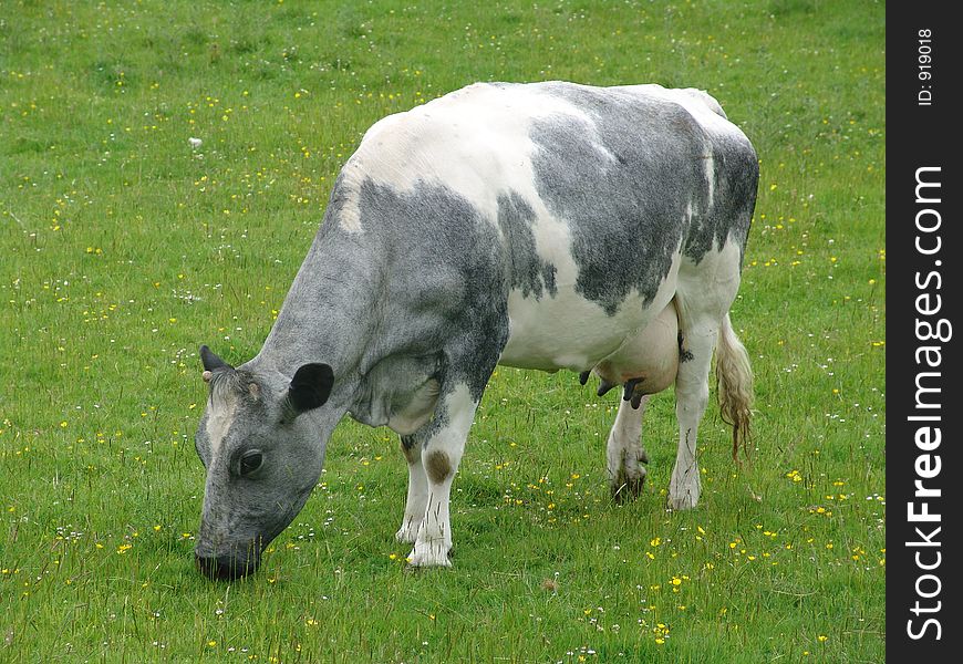 Cow grazing in Scotland