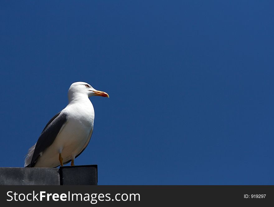 Seagull sitting on the street lamp