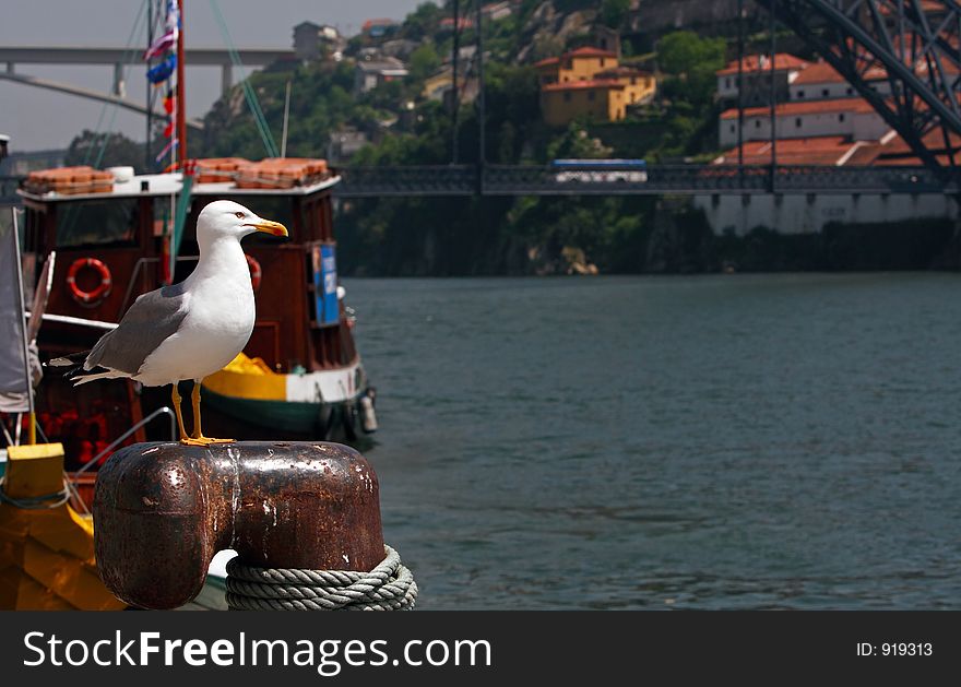 Seagull at the marina in Porto (Portugal)