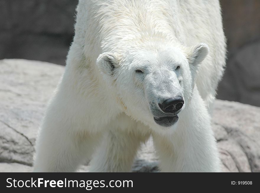 Polar Bear  2