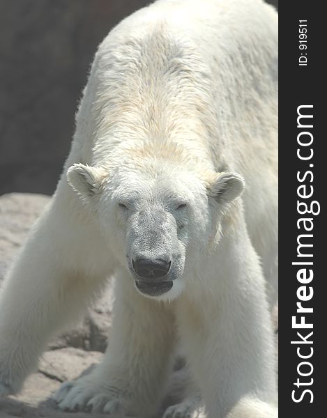 Polar Bear  4