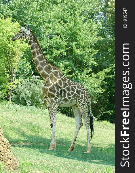 Giraffe  5