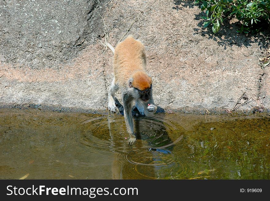 Alert monkey at the zoo pond. Alert monkey at the zoo pond.