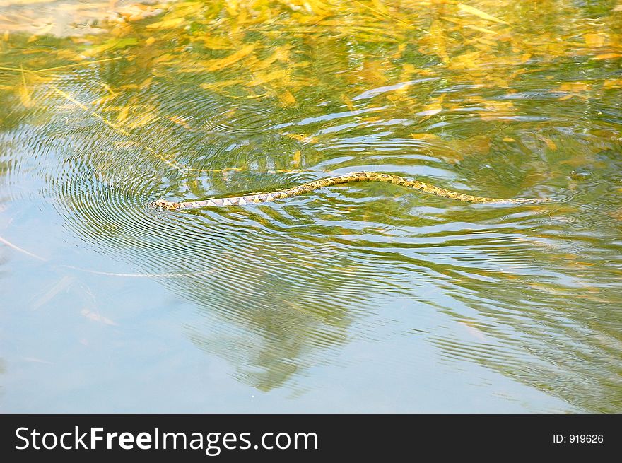 Swimming snake at the zoo. Swimming snake at the zoo