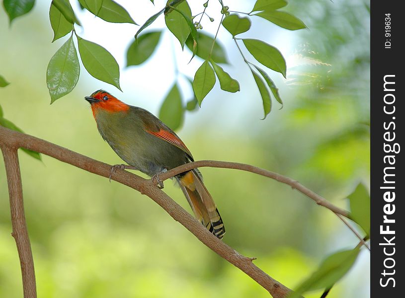 Pretty tropical bird at the zoo. Pretty tropical bird at the zoo.