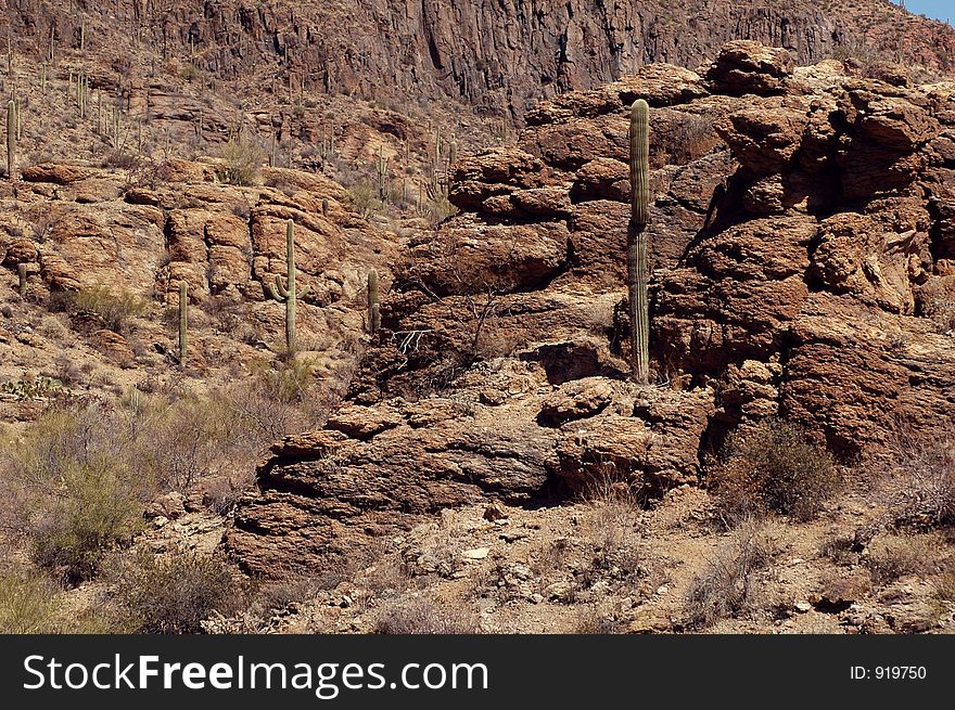 Saguaro Country