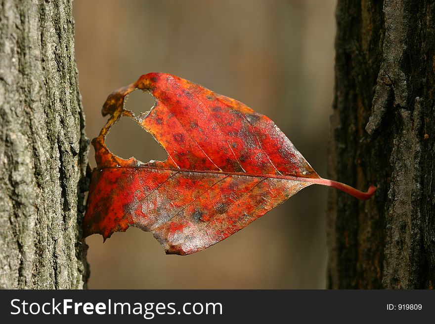 Red Leaf Hanging On