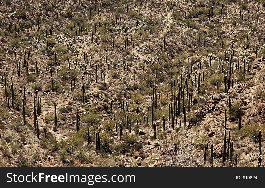 Hiking trail in the Sonoran desert. Hiking trail in the Sonoran desert