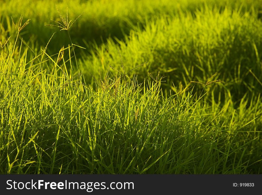 Backlit Grass