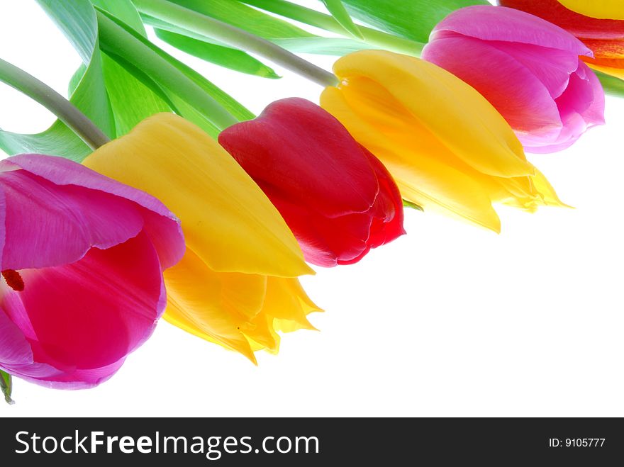 colorful tulips on the whte background