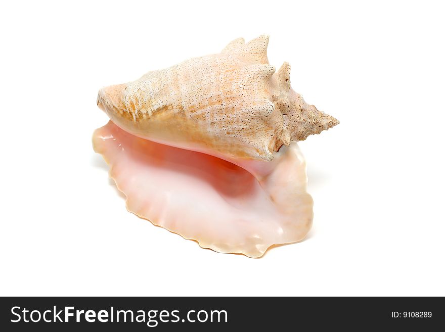 Single cockleshell isolated on white background