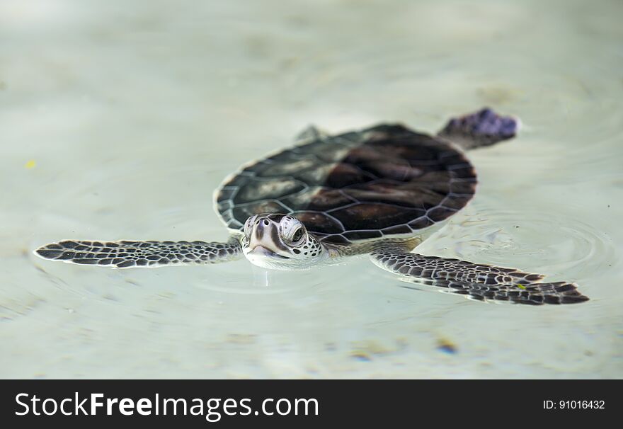 Baby turtle in a water in a sanctuary