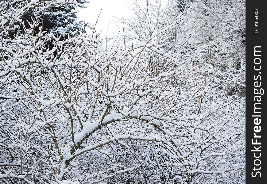 Snow covered branches on bushes and trees on overcast day.