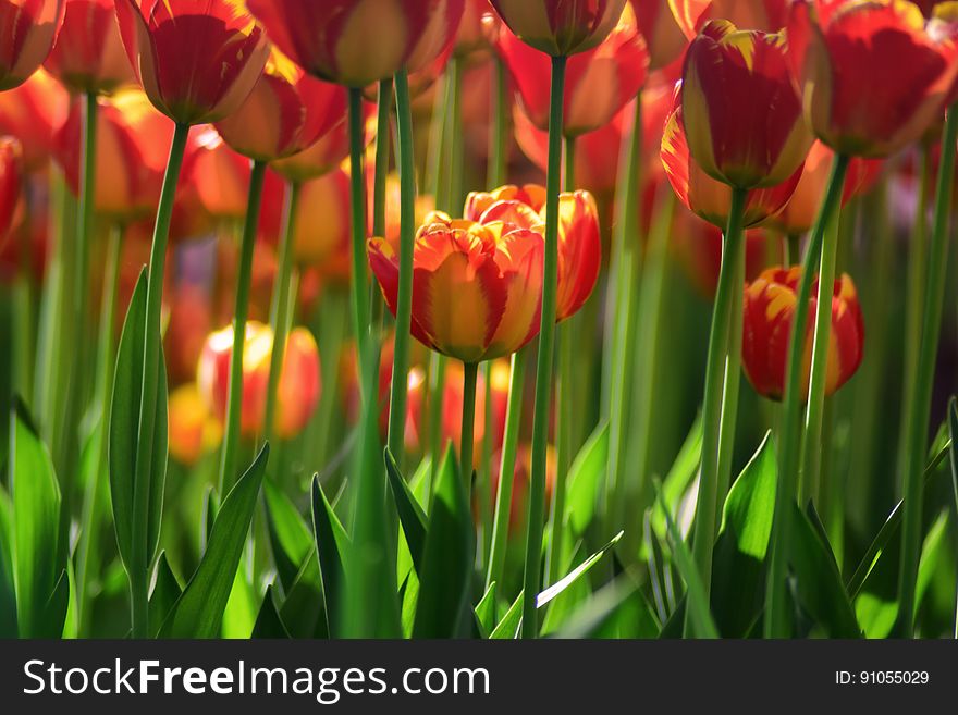 A background of yellow red tulips growing in a field.