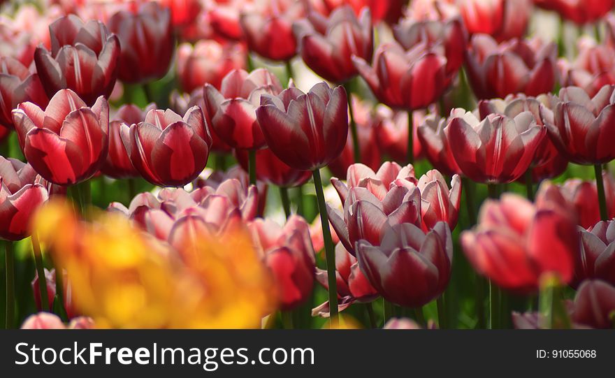 A background of red tulip flowers. A background of red tulip flowers.