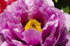 Peony Royalty Free Stock Image Peony Royalty Free Stock Image