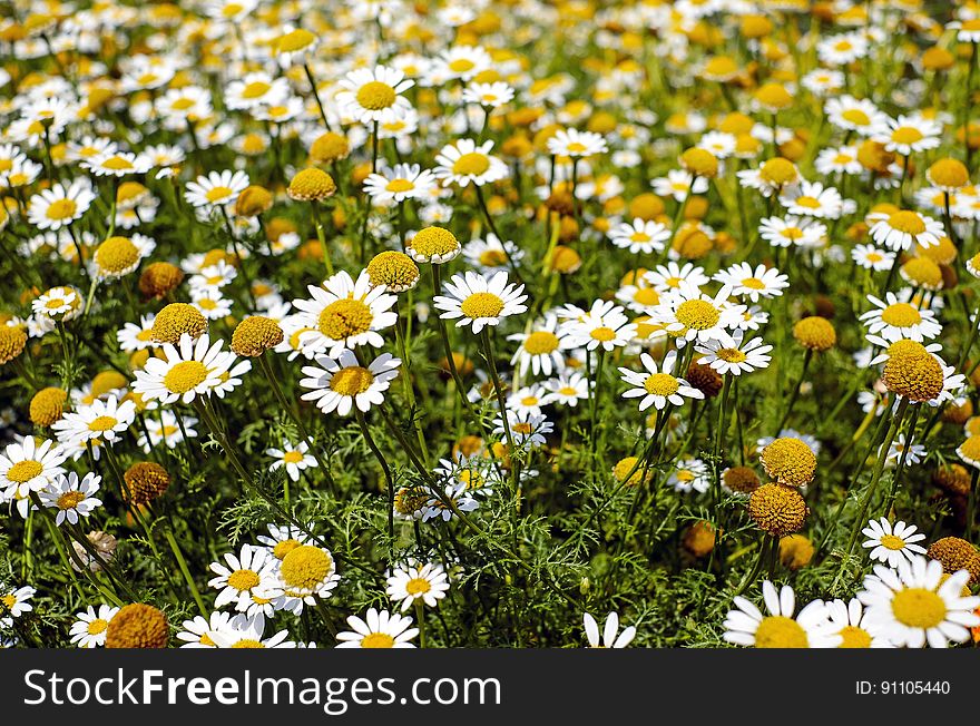 Shallow Focus Photography of Yellow and White Flowers during Daytime