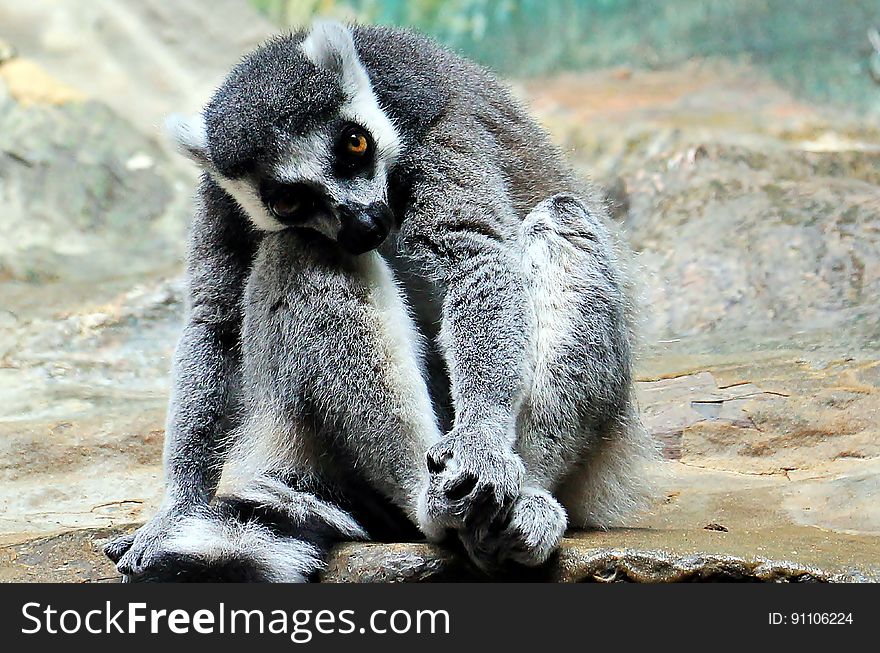 A close up of a lemur sitting on a rock. A close up of a lemur sitting on a rock.