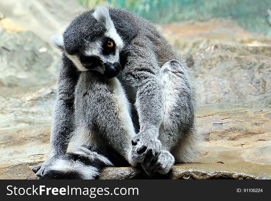 Lemur Sitting On Rock