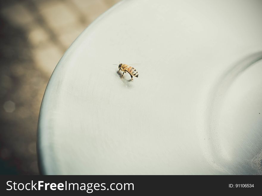 A close up of a bee on a plate. A close up of a bee on a plate.