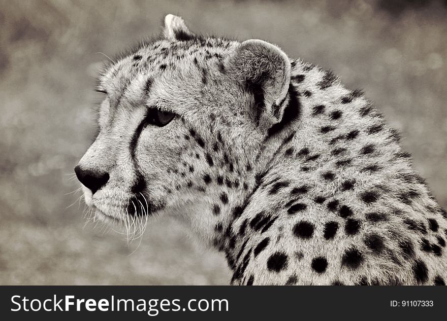 Profile portrait of cheetah in black and white.