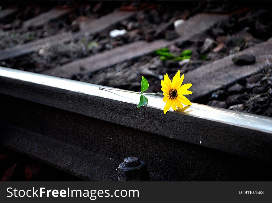 A close up of a yellow flower on rails.