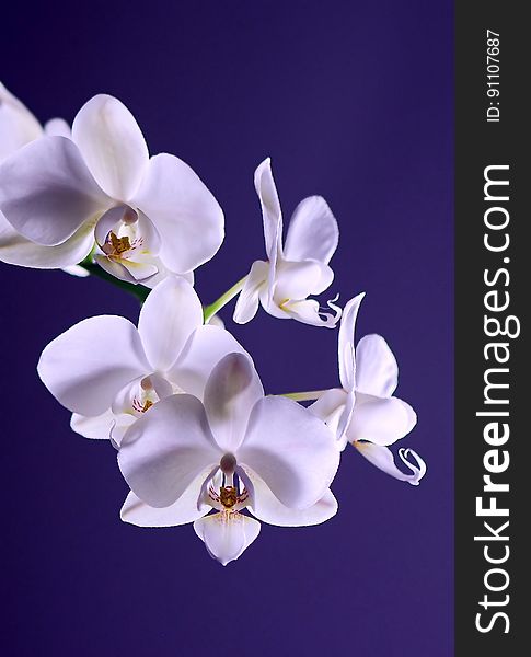 White Moth Orchid in Close Up Photography during Daytime