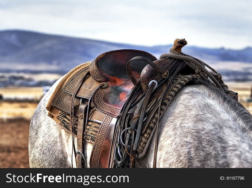 Brown and Black Leather Horse Saddle on White and Gray Animal