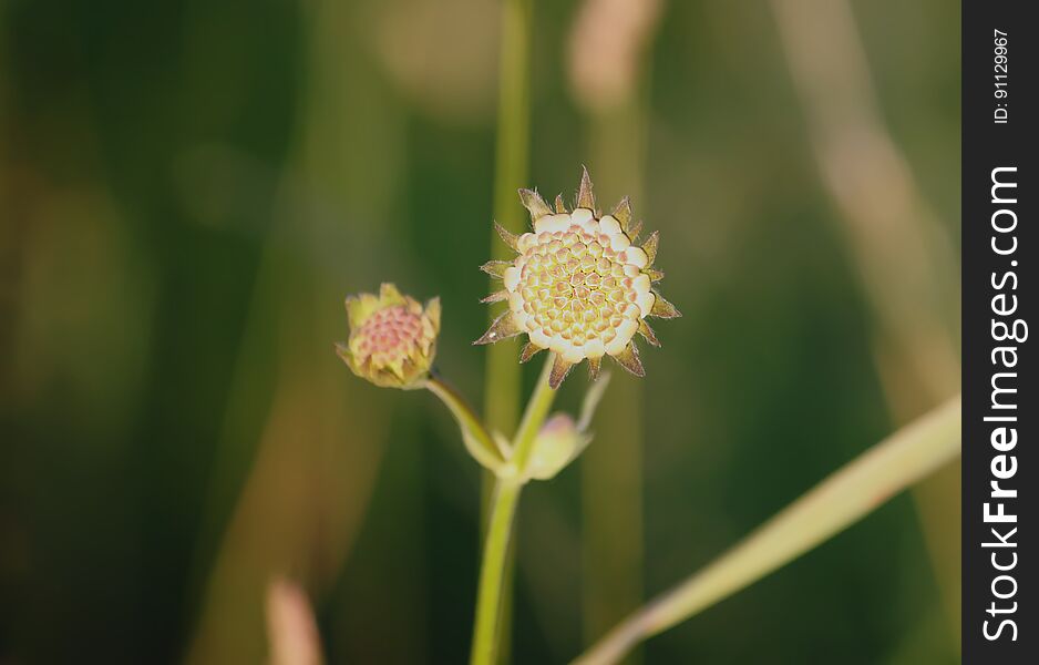 Summer wildflower close up