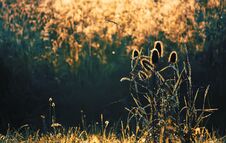 Teasel Plant In Golden Sunlight Stock Images