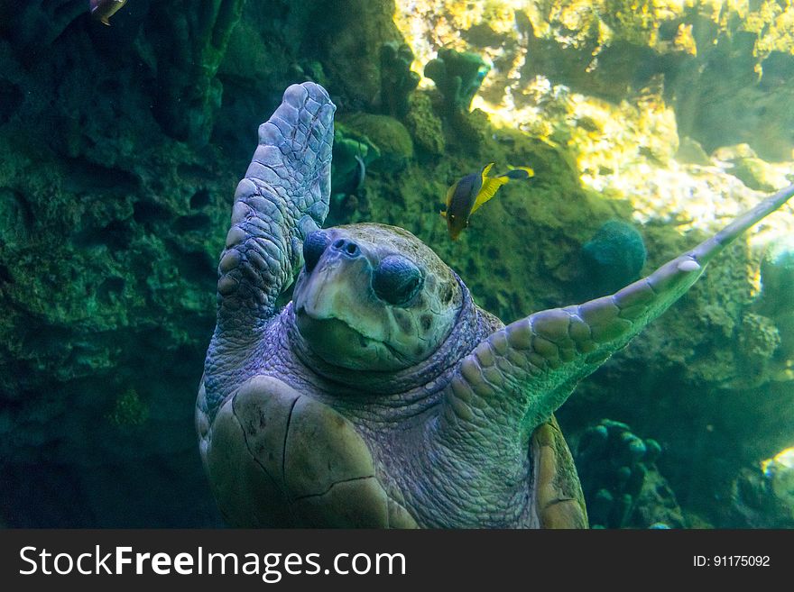 Sea Turtle Underwater