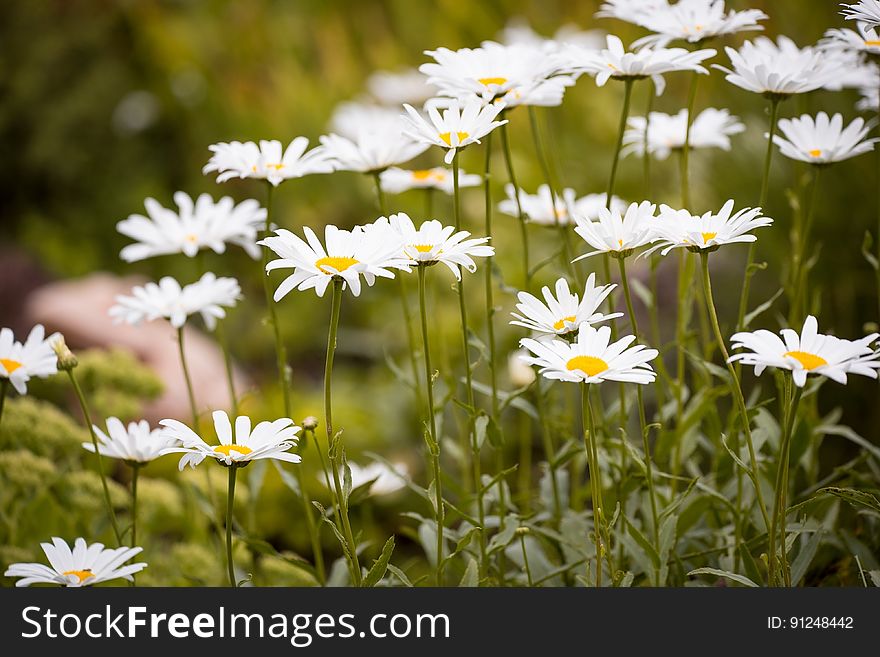 Close Up Photo Of White Petaled Flower Plant