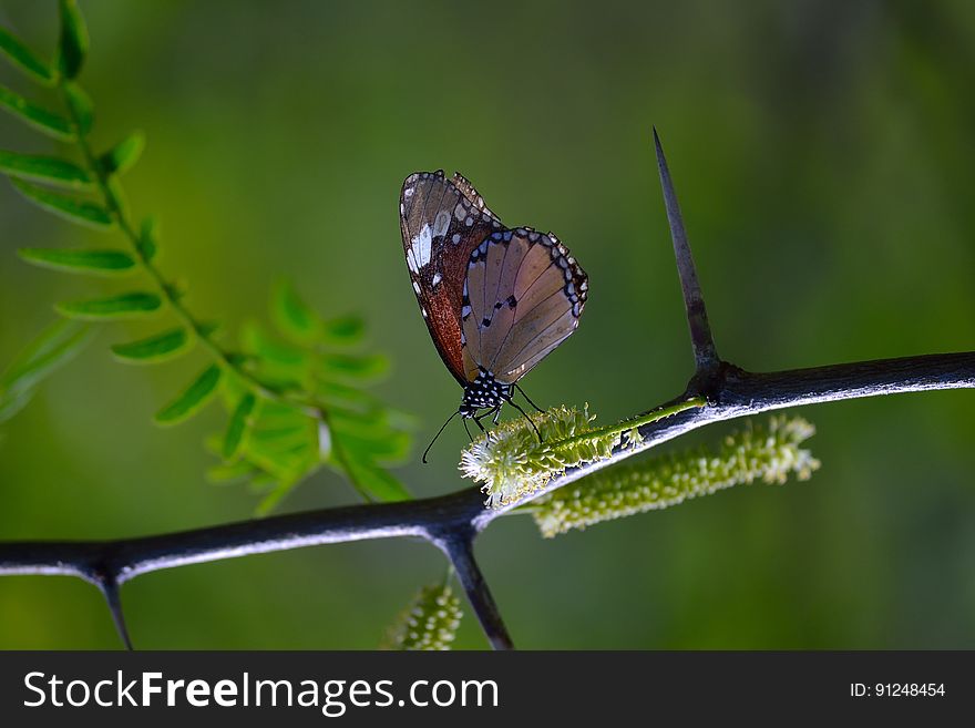 Shallow Photography of Brown and Black Butterfly Perched on Black Plantbranch
