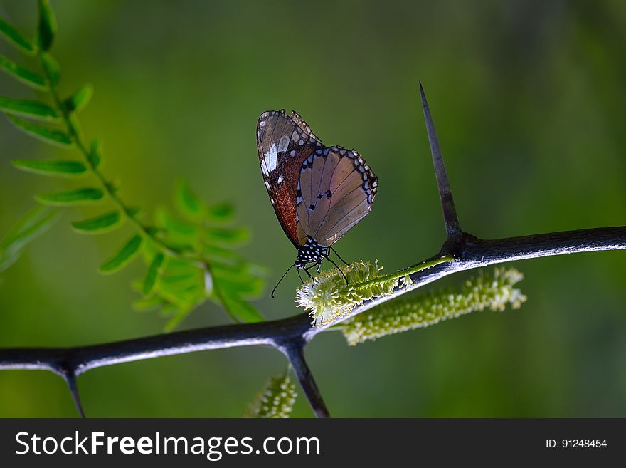 Shallow Photography Of Brown And Black Butterfly Perched On Black Plantbranch