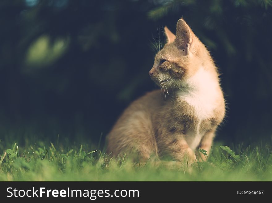 Portrait Of Cat In Grass