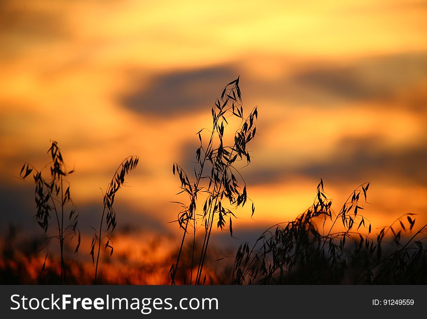 Wheat Field During Sun Set